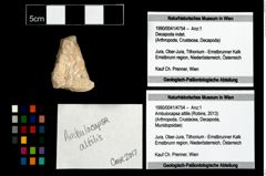 Foto (Objekt + Etikett) von Ambulocapsa altilis (Robins, 2013)  (NHMW-GEO-1990-0041-4754)